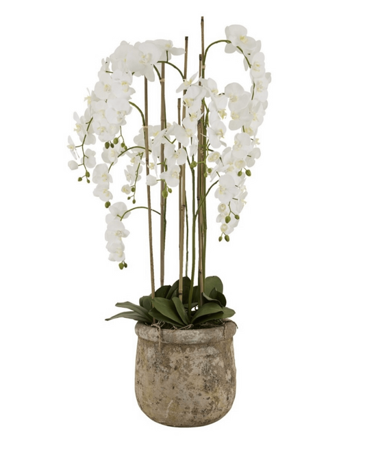 Floor Standing Large Stone Potted Orchid
